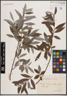 Foto von Salix daphnoides Vill. x Salix eleagnos Scop.